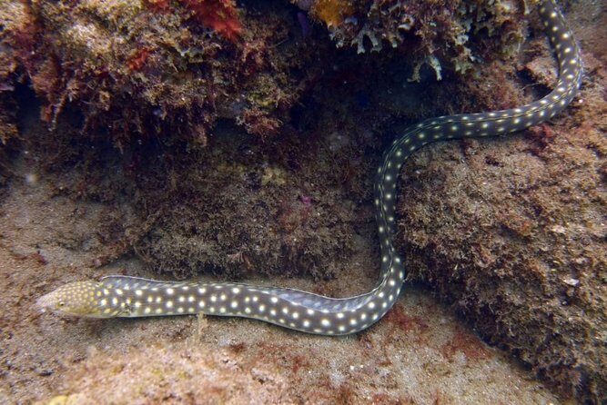 Rincon Snorkeling Adventure - Breathing through a snorkel: good to know before you strap in