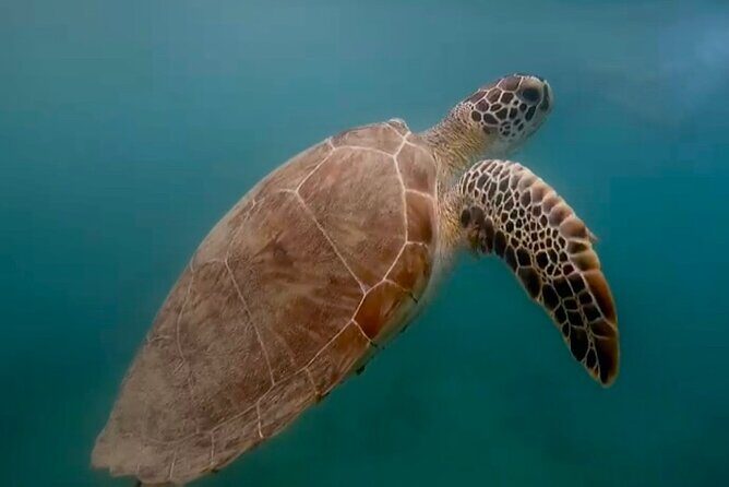 San Juan Guided Snorkel With Turtles Tour and Videos - Why Escambrón Beach Is Such a Practical Place to Look for Sea Turtles