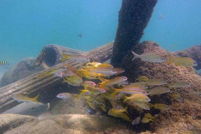 San Juan Guided Snorkel With Turtles Tour and Videos - The Snorkeling Lesson and Group Size That Makes It Beginner-Friendly