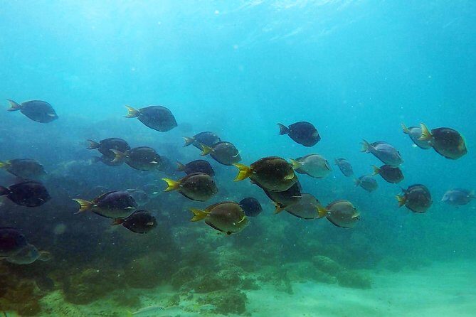 San Juan Guided Snorkel With Turtles Tour and Videos - What Happens on the Water: The Escambrón Sea Session (About 1–1.5 Hours)