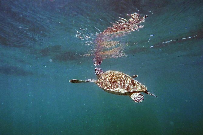 San Juan Guided Snorkel With Turtles Tour and Videos - Spotting Marine Life Without Stress: Tips the Guides Seem to Follow