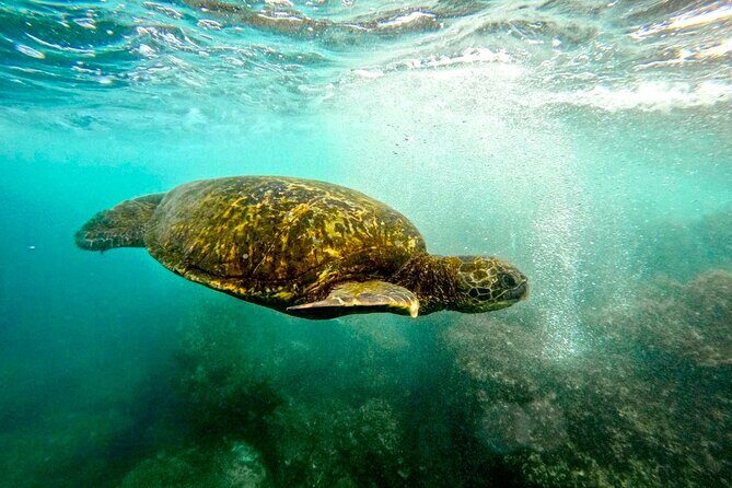 San Juan Guided Snorkel With Turtles Tour and Videos - Best For Who? Who Should Book This Turtle Snorkel