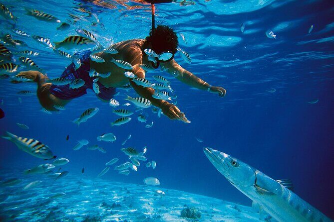 San Juan Guided Snorkeling Experience - With Transport 8am or 3pm - The beach reality: crowded shore, walking in, and comfort tips that matter