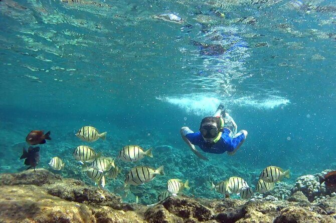 San Juan Guided Snorkeling Experience - With Transport 8am or 3pm - Timing: the 8am vs 3pm pickup choices