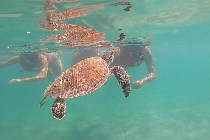 San Juan: Kids and Family Snorkeling Adventure with Videos - Key Things to Know Before You Go