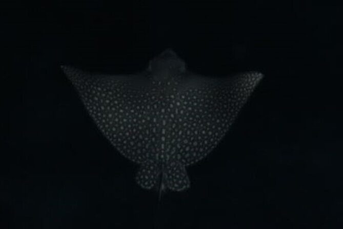 San Juan LED Night Snorkel - Practical Tips for a Smoother Night Swim