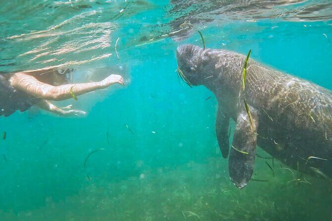 San Juan Snorkel with Turtles and Manatee's; Free Video and Rum! - Key Things to Know Before You Go