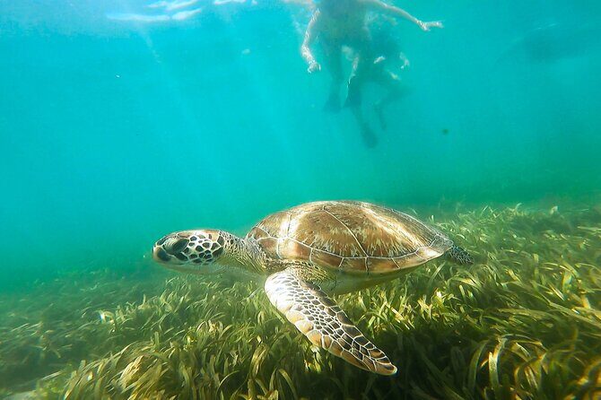 San Juan Snorkel with Turtles and Manatee's; Free Video and Rum! - Gear Up and Meet the Guides (John, Luis, and the Whole Team Energy)