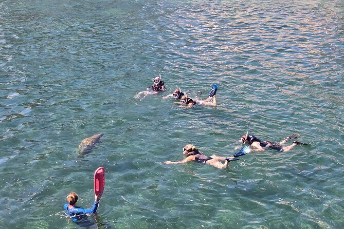 San Juan Snorkel with Turtles and Manatee's; Free Video and Rum! - The Sea Turtle Guarantee (and What It Really Means for You)
