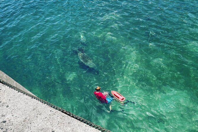 San Juan Snorkel with Turtles and Manatee's; Free Video and Rum! - Manatees on the Same Tour: The Best Kind of Hope