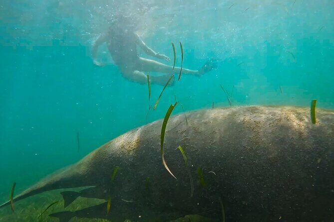 San Juan Snorkel with Turtles and Manatee's; Free Video and Rum! - Wildlife You Might See: Starfish, Conchs, urchins, and More