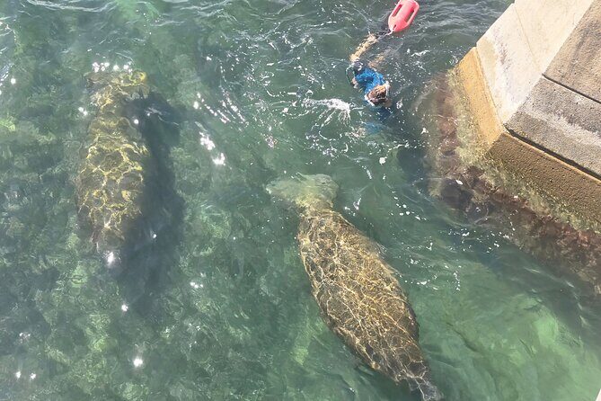 San Juan Snorkel with Turtles and Manatee's; Free Video and Rum! - Small-Group Size (Max 20) and Beginner-Friendly Safety