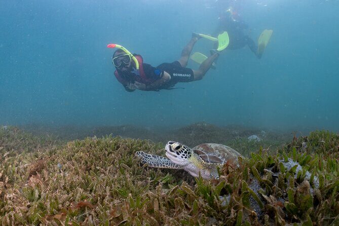 San Juan Snorkeling Tour with Fish and Turtles - Price and value: is $67 worth it?
