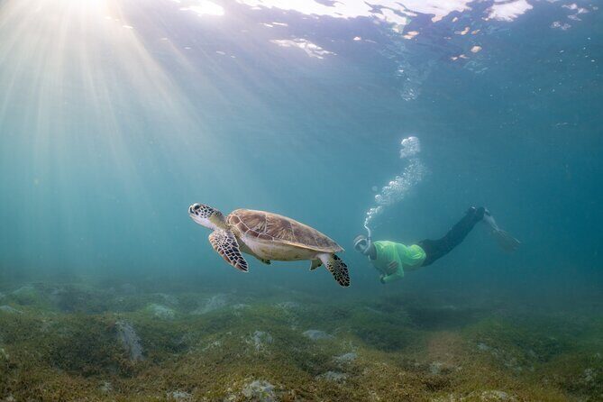 San Juan Snorkeling Tour with Fish and Turtles - The guide factor: when “certified” turns into confidence