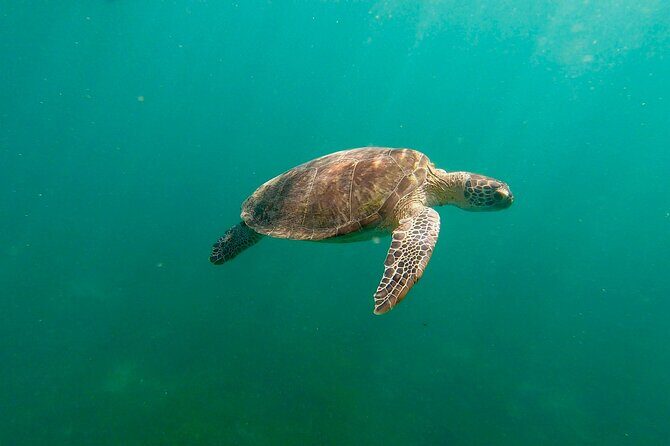 San Juan: Snorkeling with Turtles Adventure and Free Videos - Shore-Based Turtle Snorkeling in San Juan: what you’re really signing up for
