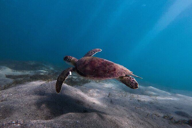 San Juan: Snorkeling with Turtles Adventure and Free Videos - The meeting point (FW85+JH) and how to find this tour fast