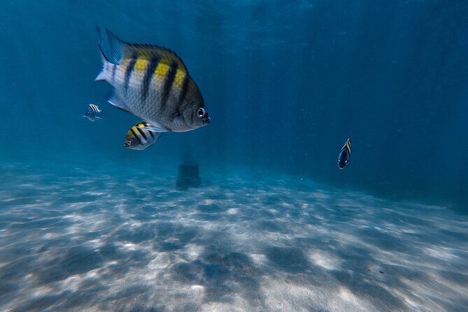 San Juan: Snorkeling with Turtles Adventure and Free Videos - Free videos and photos: turning 90 minutes into real souvenirs