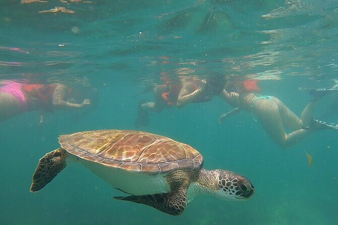 San Juan: Snorkeling with Turtles Adventure and Free Videos - Best time to go in San Juan and what to expect in the water