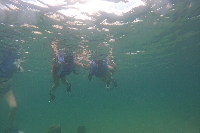 San Juan Turtle Spotting Snorkel Adventure with Videos - What you’ll see: turtles, fish, and the short-sighting reality