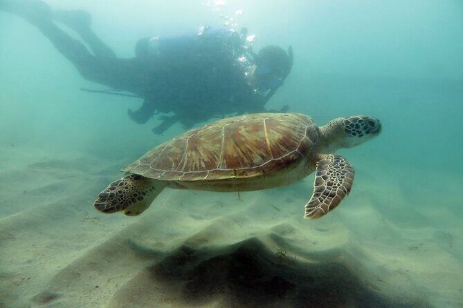 Scuba Tour for Certified Divers in San Juan - Key Things That Make This San Juan Scuba Session Work