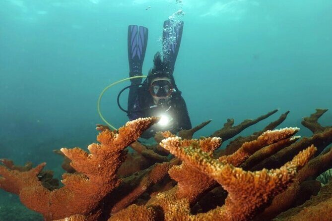 Scuba Tour for Certified Divers in San Juan - Escambrón’s Urban Reef: A Different Side of San Juan