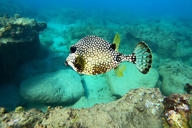 Snorkeling Adventure in Aguadilla - Price and what makes it feel fair at $98