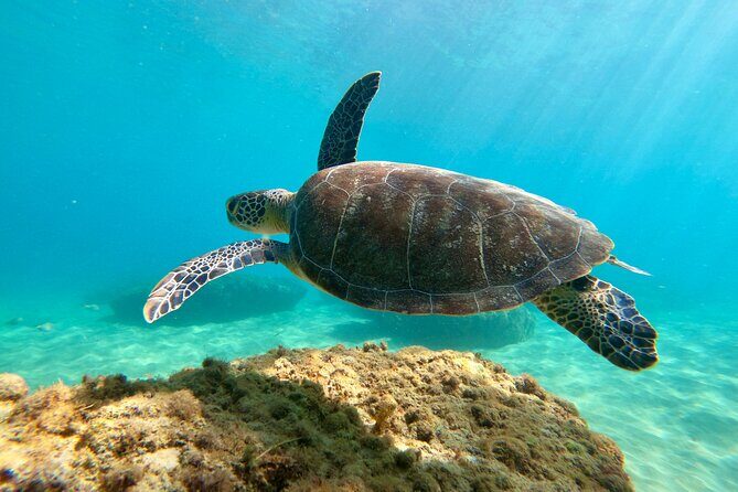 Snorkeling Adventure in Aguadilla - The two-hour reef session: what you’ll do in the water