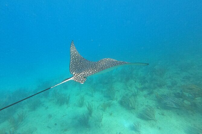 Snorkeling Adventure in Aguadilla - Marine life you can realistically hope to spot