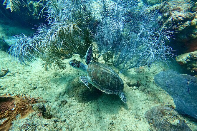 Snorkeling Adventure in Aguadilla - Small group size: why it matters once you’re in the water
