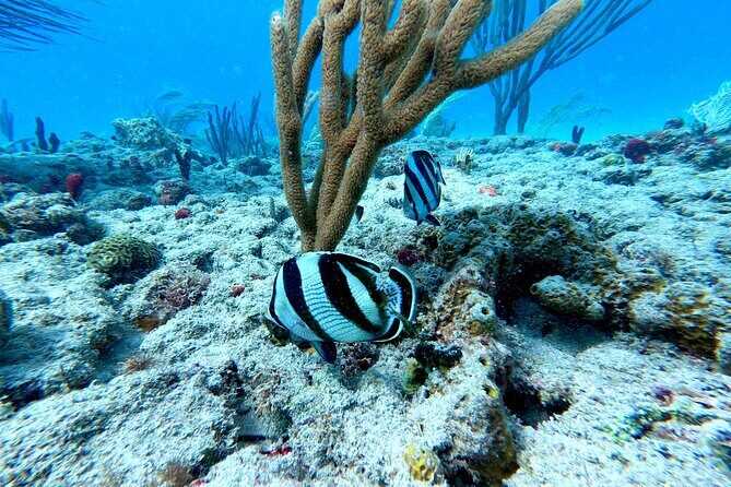 Snorkeling Adventure in Aguadilla - No boat, shore reef: the real pros and cons