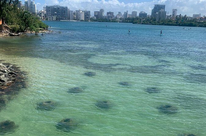 Snorkeling Guided Tour Experience in Condado Lagoon - Your free snorkel time in the lagoon: the part that turns it into a workout