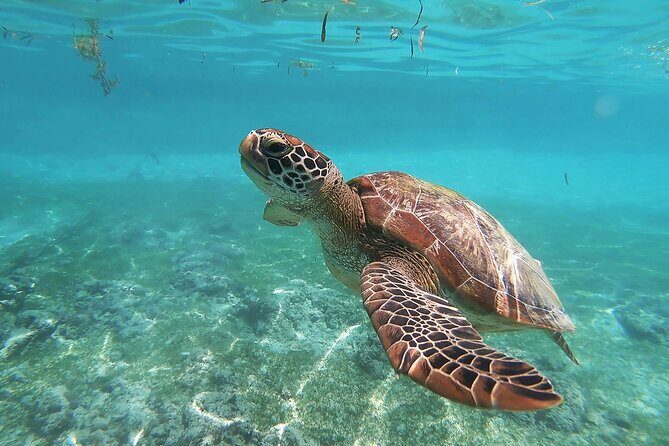 Snorkeling in Paradise - Videos Included - Key Things That Make This Snorkeling Tour Click