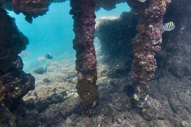 Snorkeling in Paradise - Videos Included - Your Snorkel Time: About an Hour Off the Shore