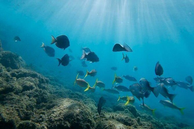 Snorkeling in Paradise - Videos Included - What You’ll See: Reef Life, Turtles, and the Little Things