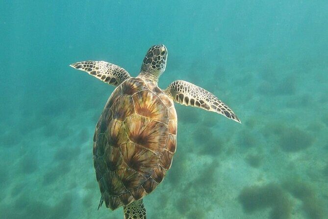 Snorkeling in Paradise - Videos Included - Guides Make the Difference: Scott, Erik, Said, Lily, and Sean
