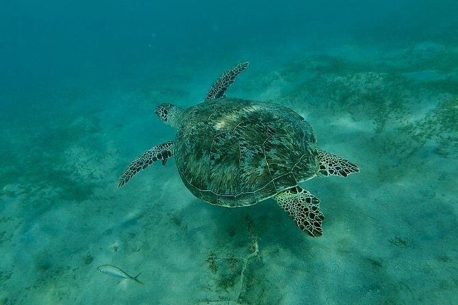 Snorkeling in Paradise - Videos Included - Videos at the End: A Nice Souvenir Without the Camera Stress