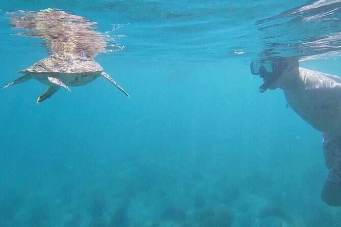 Snorkeling in Paradise - Videos Included - What Happens Before You Snorkel: Safety + Wildlife Etiquette