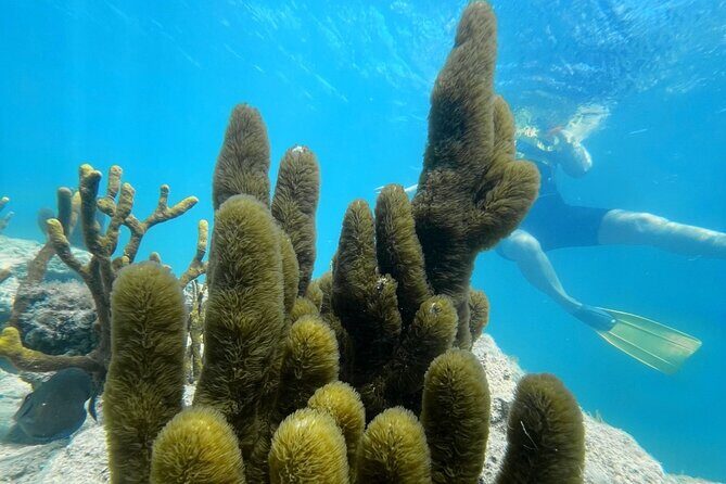 Snorkeling & Kayak Eco-Adventure in Puerto Rico - Key highlights to look for