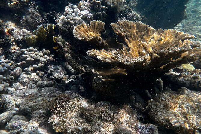 Snorkeling & Kayak Eco-Adventure in Puerto Rico - Snorkeling offshore: coral sites, fish, and how to expect sea conditions