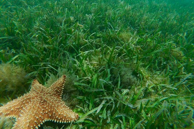 Snorkeling & Kayak Eco-Adventure in Puerto Rico - Price and value: why $69 feels fair for this format