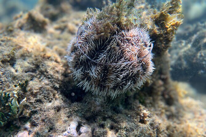 Snorkeling Lesson & Interactive Experience for Kids and Adults - Times, timing, and weather: how to plan your day in Fajardo