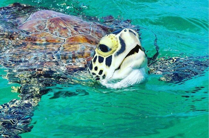 Snorkeling Tour to Vieques Island only 30 minutes away! - Safety, Capacity, and Health Rules You Should Know Before You Go