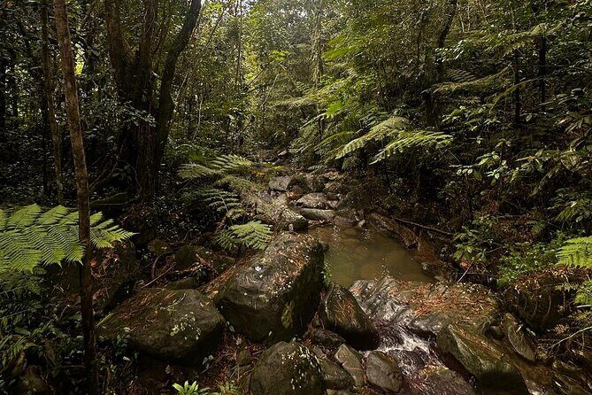 The Best Rainforest Experience in Puerto Rico - A 6-Hour Puerto Rico Rainforest Day That Doesn’t Need a Rental Car