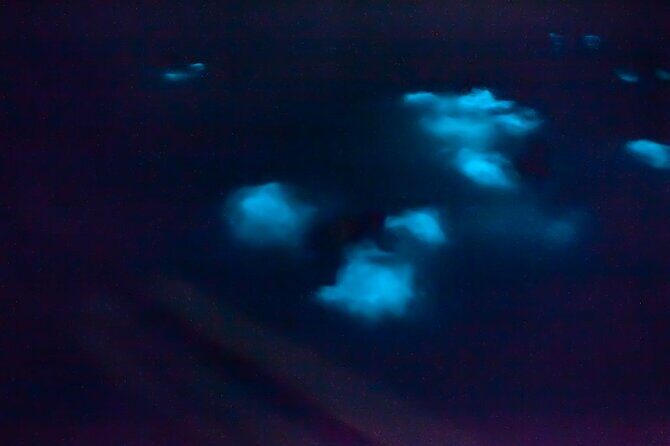 Unforgettable One Day Bioluminescent Kayak Adventure in Vieques - Mosquito Bay’s Glow: What You’re Actually Seeing