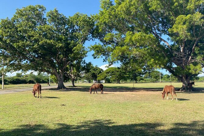 Vieques Bio Bay Tour and Beach Day Trip from San Juan by Ferry - Who this tour fits best (and who might want an overnight)