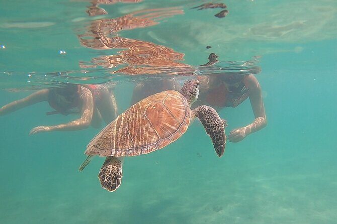 VIP San Juan: Snorkeling Tour with Turtles with Free Videos - Guides Matter: Luna’s Style, Roberto’s Clarity, and How Support Shows Up