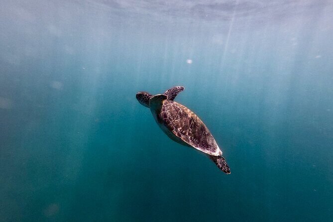 VIP San Juan: Snorkeling Tour with Turtles with Free Videos - Marine Life Odds: What You Can Spot in This San Juan Bay