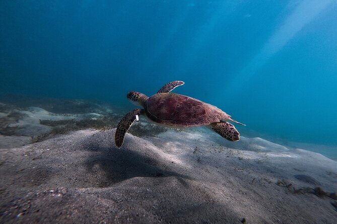 VIP San Juan: Snorkeling Tour with Turtles with Free Videos - Meeting Point and Parking: The Two Places People Trip Up