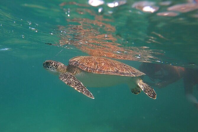 VIP San Juan: Snorkeling Tour with Turtles with Free Videos - The 90-Minute Reality: From Shore Entry to Turtle Time